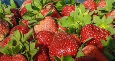 السعودية تحظر استيراد الفراولة المصرية بداية من 11 يوليو