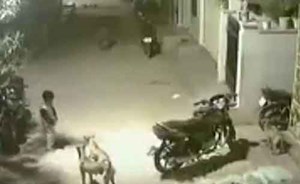 بالفيديو.. شاهد كيف واجه هذا الطفل الشجاع مجموعة من الكلاب الضالة