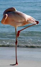 لماذا يقف طائر الفلامنجو على ساق واحدة ؟