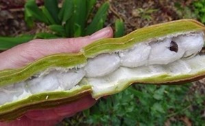 هل يمكن أن ينمو الآيس كريم على الأشجار؟