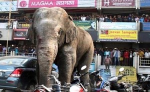 فيل بري يقتل أربعة أشخاص في الهند