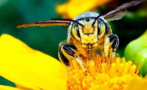 هل يعتمد الانسان قريبا على الحشرات والطحالب كمصدر للغذاء ؟