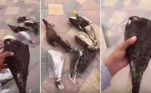 شاهد: حقيقة فيديو متداول لعامل وضع صقوراً حية في الفريزر بالخطأ وتسبب في موتها