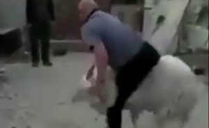 بالفيديو.. خروف يلقن صاحبه درساً لا ينساه جرّاء إزعاجه له.. شاهدوا ماذا فعل!