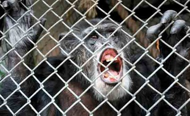 محكمة في نيويورك: الشمبانزي ليس كالبشر