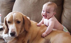 كلب يحاول أن يصالح طفلة بعدما سرق لعبتها