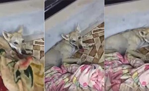 بالفيديو.. مواطن سعودي يفاجأ بذئب داخل منزله وينجح في اصطياده بمساعدة أقاربه