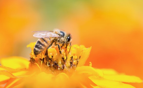 عظمة الخالق: النحل يحلم