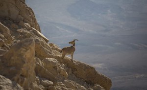 بالفيديو: ذئب يُطارد وعلا في الصحراء