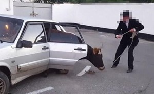 بالفيديو.. لصوص يخبئون بقرة ضخمة في أغرب مكان