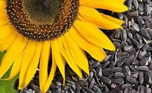 بعد قراءة هذا الخبر.. ستكثرون من تناول بذور دوار الشمس
