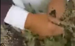 بالفيديو .. نبتة يمنية لعلاج البواسير خلال اسبوع وبدون تدخل جراحي