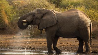 دراسة «مخيفة»: موجة «انقراض» جماعي بدأت بالفعل على الأرض