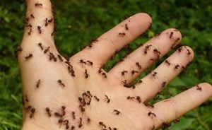 مفاجأة.. لقرصة النمل فوائد لا تخطر على بالكم!