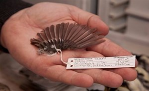 محاكمة سويسري بتهمة سرقة ريشة عصفور من متحف