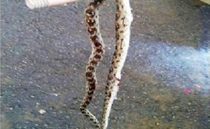 رضيع عمره 11 شهراً يتناول ثعباناً في صعيد مصر