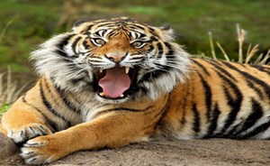 لهذا السبب قرى هندية ترسل مسنّيها إلى الغابات كفرائس للنمور