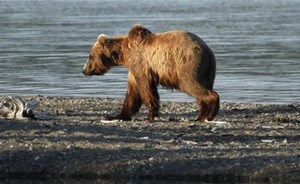 طفل ينقذ عمه من مخالب دب… هذا ما فعله!