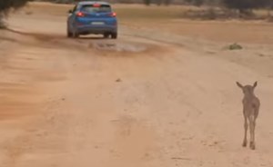 بالفيديو.. عجل جاموس بري يطارد سيارة ظناً منه بأنها أمه