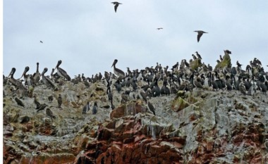 كنز من فضلات الطيور ينتشل سكان الساحل البيروفي من الفقر
