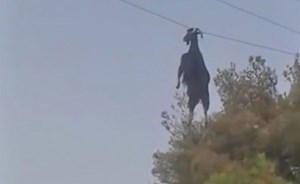 بالفيديو.. إنقاذ ماعز علقت بسلك كهرباء