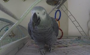 عندما يكون شاهد الإثبات في جريمة القتل ببغاء.. هذا ما فعله القاضي