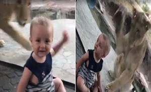 فيديو طريف.. أسد يحاول الفتك برضيع بحديقة حيوان وهكذا كان رد فعله