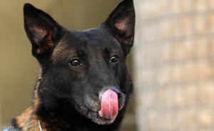 لهذه الأسباب الصحية تفادى “لحس الكلاب”