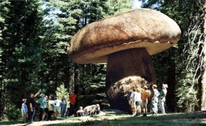 شاهد..أٌقدم كائن حي على وجه الأرض.. مازال حيًا حتى الآن