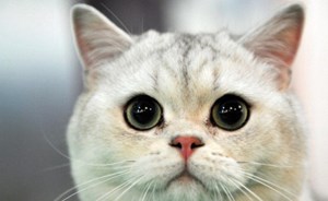 خطأ قطة ثمنه 40 ألف دولار