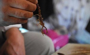 تركيا تسجل أغرب معاهدة سلام في التاريخ