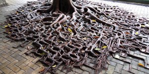 بالصور.. أشجار تحدت الموت رغم الكوارث الطبيعية والكتل الخرسانية