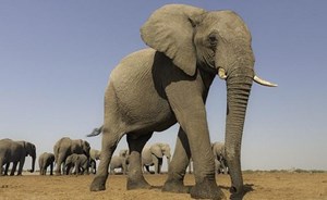 يمكنك فهم لغة الفيل عن طريق هذا الفيديو!