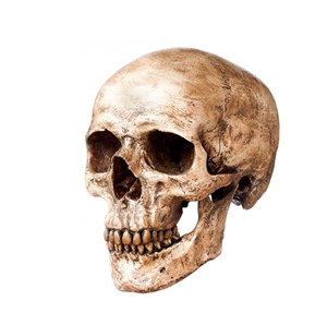 هذا ما فعلته “الأجبان” بجماجم البشر..!