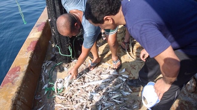 «الزراعة»: 700 سلة روبيان يوميا مقارنة بالنصف العام الماضي