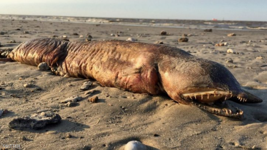 أخيرا.. التوصل لحقيقة “مخلوق البحر الغامض”