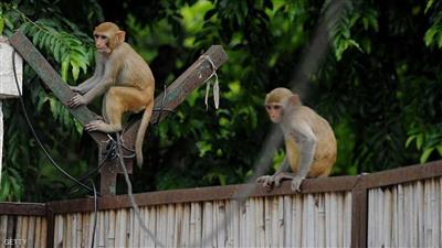 «زئير» نمر.. يقتل 12 قرداً بالسكتة القلبية !