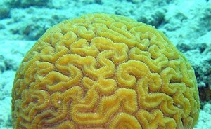 إكتشاف جسم غريب يشبه الدماغ البشري بكندا