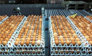 اكتشاف بيض ملوث في 40 دولة معظمها أوروبية