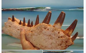 المغرب يفتح تحقيقا بسبب إعلان بيع ديناصور على الإنترنت