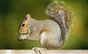 السناجب تتشابه مع البشر في “صفة واحدة”