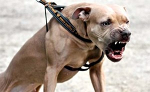 كلبان يقتلان طفلة رضيعة في شمال إيطاليا