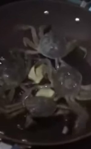 بالفيديو .. ” قبقب” يهرب من طاسة الطبخ ويطفئ الفرن لإنقاذ رفاقه!
