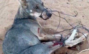 شاهد.. كيف نجح مواطن سعودي في صيد ذئب قضى على 30 رأساً من ماشيته بفخ محكم