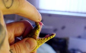 بالفيديو.. لدغة أفعى تقتل خبير حيوانات روسي في بث مباشر