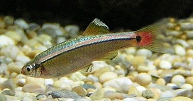 سمكة تقفز فى حلق صائدها البريطاني وتكاد تفتك به