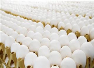 علماء يابانيون يبحثون عن علاج للسرطان باستخدام البيض