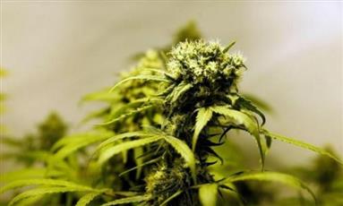 الماريجوانا الطبية.. قريباً في الأسواق