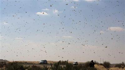 «كارثة بيئية» في الطريق.. بسبب الحشرات