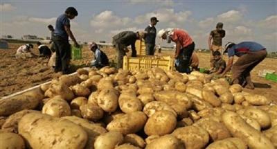 مصر: الأردن يرفع الحظر على استيراد البطاطس